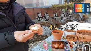 튤립구근 심는방법, 추식구근 심기, 화분에 튤립 구근 심는법