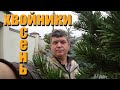 ХВОЙНЫЕ! ЧЕМ И КАК ОБРАБАТЫВАТЬ ?