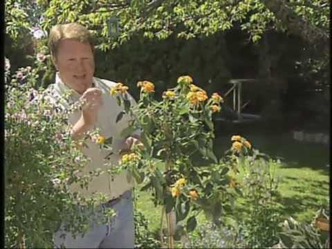Vídeo: Growing Hardy Fuchsia: Tenir cura de Hardy Fuchsias al jardí