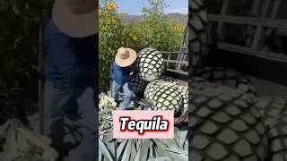 The Birth of Tequila: A Perfect Blend of Science and Craft#knowledge #science #foryou