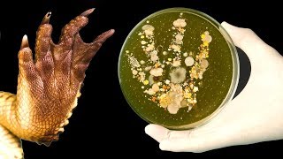 Вырастил Бактерии С Лапы Крокодила, С Пыли И С Антибактериального Телефона  Nomu M8