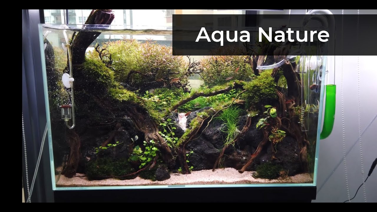 Aqua Nature Aquascape Paludarium Terrariums Shop Kuchai Lama Youtube