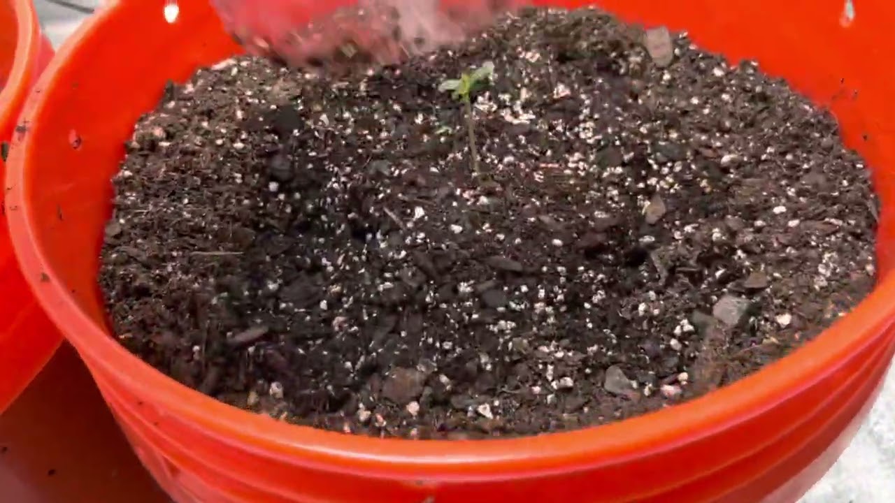 Season 2 ep 1 Feminized Chocolate Skunk 00 seeds