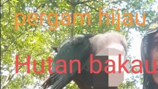 suara pikat pergam hijau