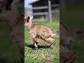 The Happiest Baby Goat You’ve Ever Seen! 😍 #shorts
