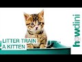 How to Litter Train a Kitten: Litter Training a Cat