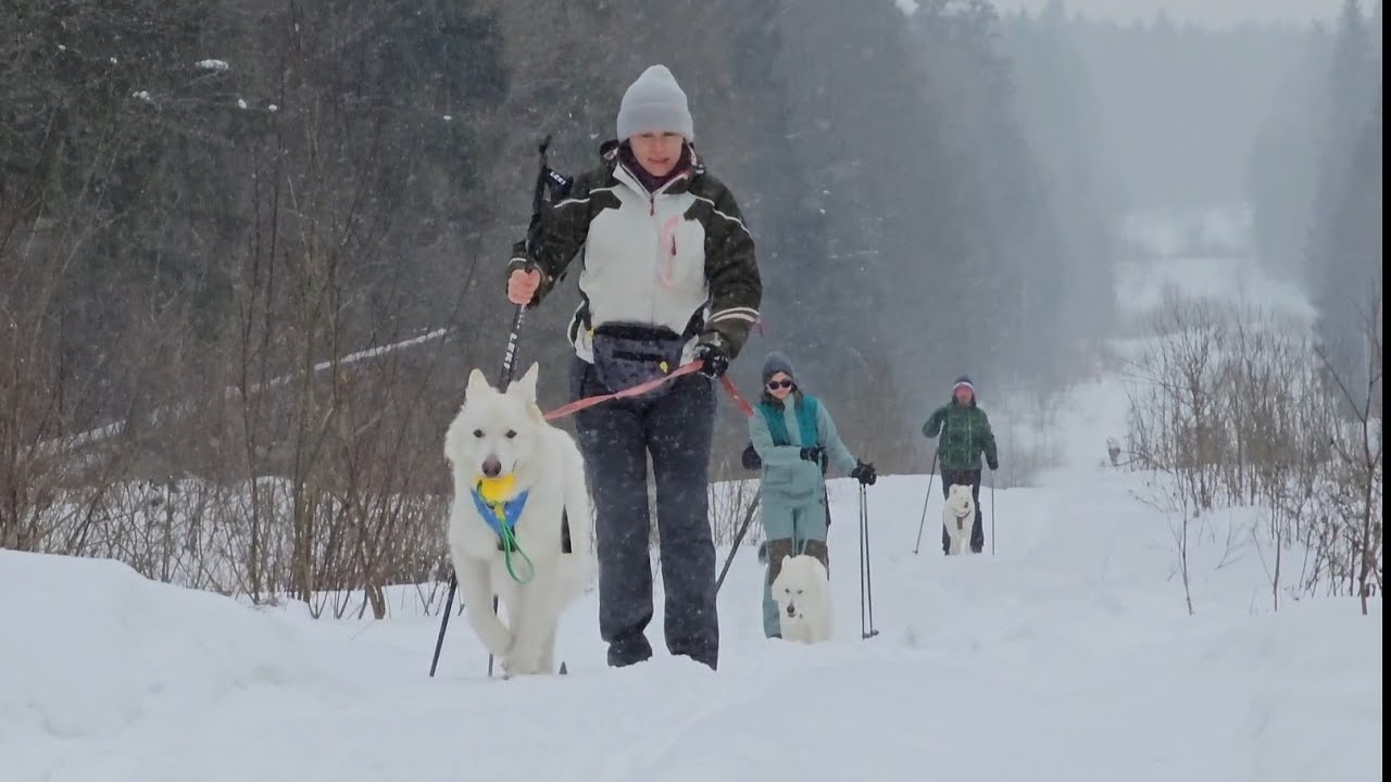 Догтренинг 575. Лыжный марш- бросок с собаками. Маршрут: \" Лыжный край ...