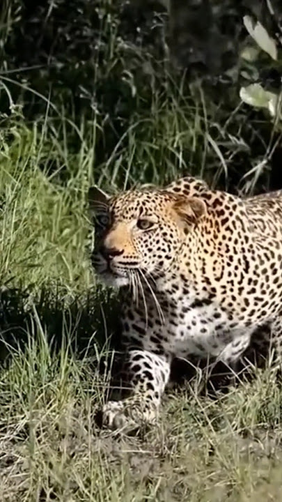 The Art of Jaguar Hunting #jaguar #animals #wildlife #shorts #viralvideo