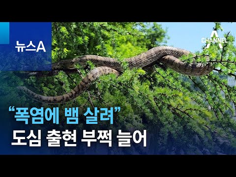 “폭염에 뱀 살려”…도심 출현 부쩍 늘어 | 뉴스A