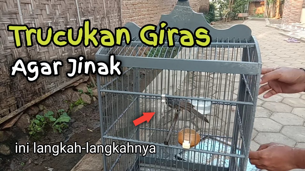Cara Menjinakkan Trucukan Giras Trucuk Ombyokan Ataupun Trucuk Pikat