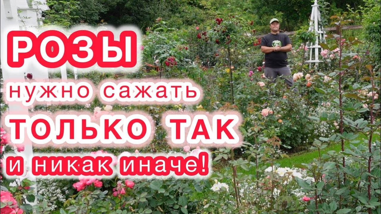 Осенняя посадка роз с голым корнем и из горшка.