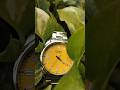 sonata poze in my lovely collection #ytshorts #shortsvideo #trending #quartz