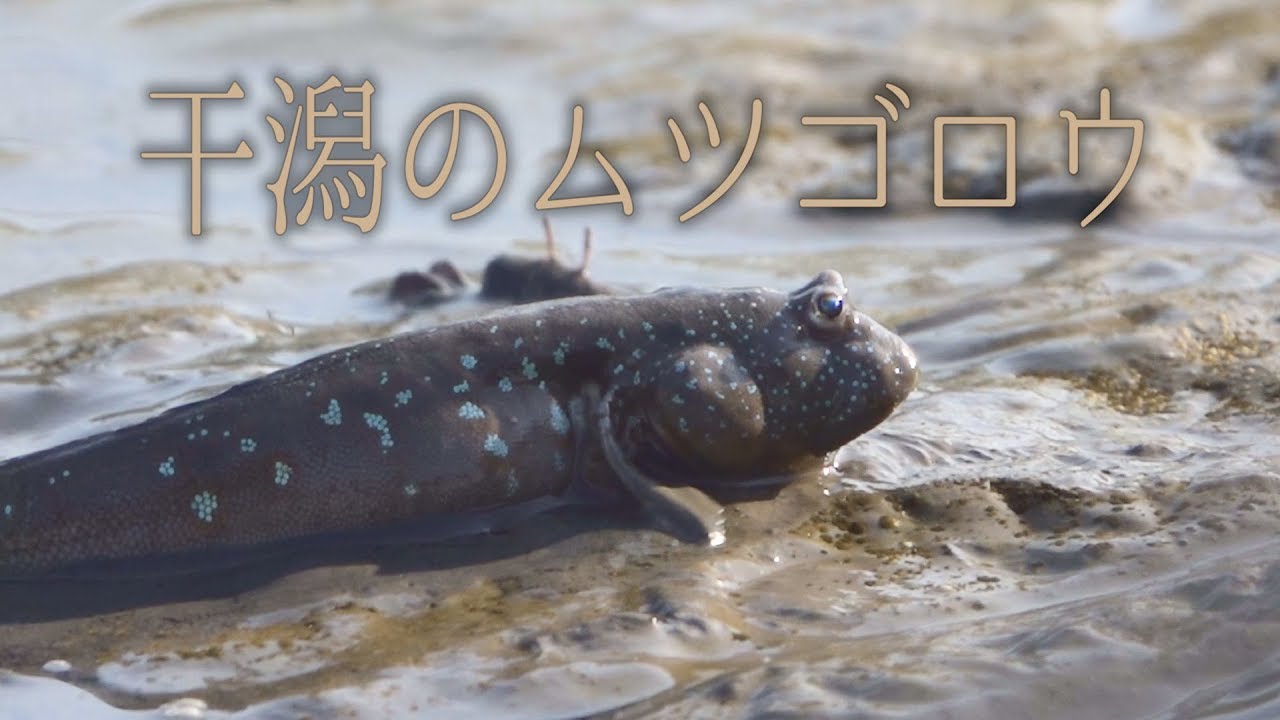 干潟のムツゴロウ Mudskipper Youtube