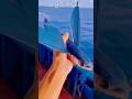 మీకు తెలుసా? Flying Fish ఎగిరే చేపలు: Jet Engine Amazing Ocean Facts #shorts