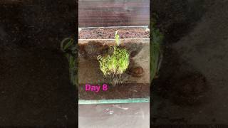 how to grow eggplant time lapse #shorts #viral #youtubeshorts