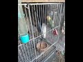 Jenis Burung Lovebird Pale Fallow