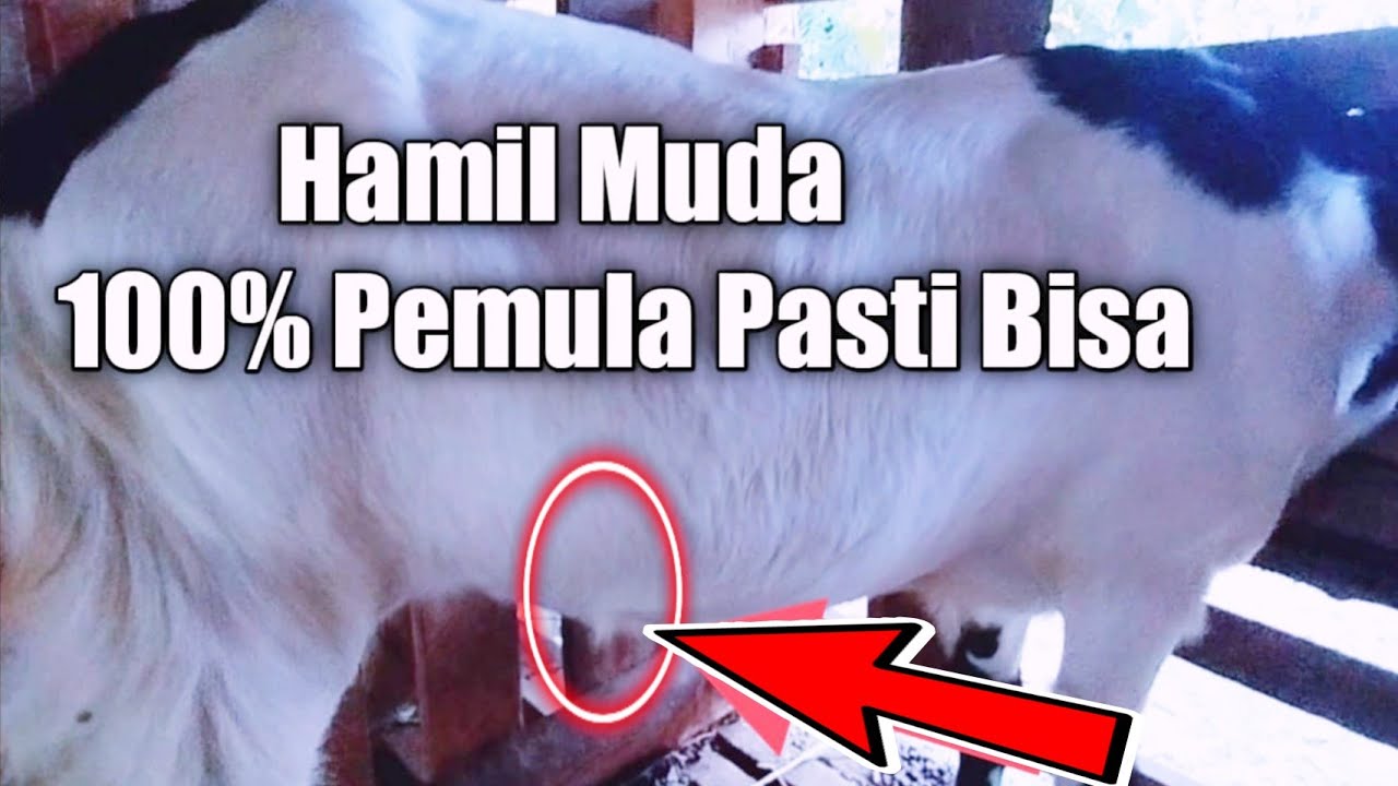ciri ciri kambing dere hamil muda || peternak kambing pemula pasti bisa