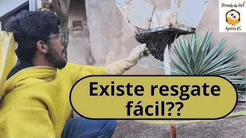 Como capturar um enxame de abelhas na área urbana? Abelhas africanizada! 😃🐝🍯🧡