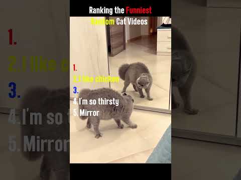 Ranking the Funniest Random Cat Videos 😂🐱