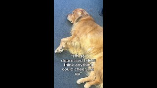 ANCOREX = Instant Cheer Up