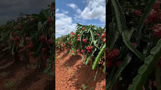 Dragon Fruit Farm #Shorts