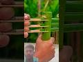 तीन तीर बंबू हथियार #experiment #bamboo1 #funny #bamboorod #shorts #shortsfeed #viral