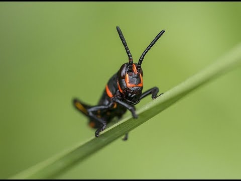 تفسير حلم رؤية الجراد في المنام