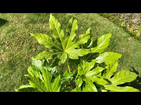 Video: Fatsia As A Houseplant – How To Grow Fatsia In A Container