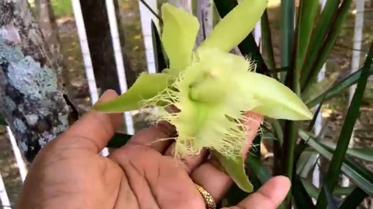 Brassavola digbyana 2015 - thptnganamst.edu.vn