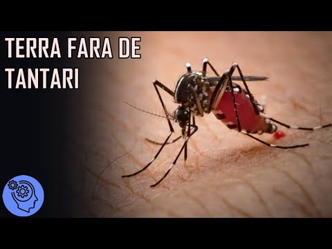 Video: Cum Zboară țânțarii în Ploaie