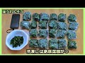 【ほうれん草 栽培ノウハウ】種まき～冷凍保存まで一気見 家庭菜園30年目