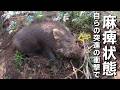 #160　【有害鳥獣駆除】自らの突進の衝撃で麻痺状態の猪 - A wild boar becomes paralyzed by the impact of its own violent charge