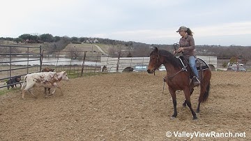 Cats Miaow - working cows! - ValleyViewRanch.net