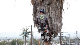 Preventing Palm Tree Trimmer Fatalities