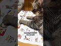 元野良猫ピースケが母の邪魔をすると･･【元野良猫・保護猫】