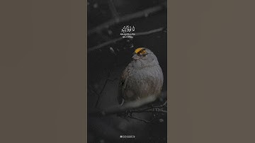 رعد محمد الكردي.. سورة هود - اية 52