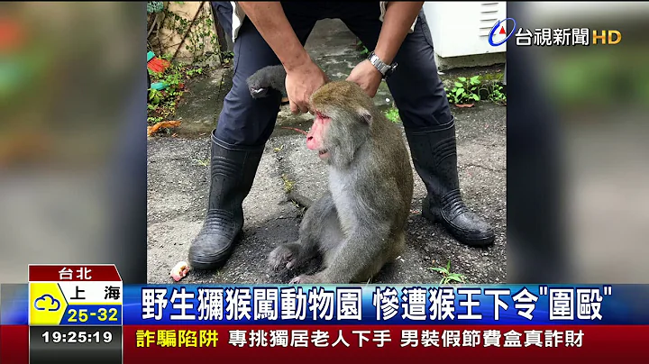 野生猕猴闯动物园惨遭猴王下令围殴 - 天天要闻
