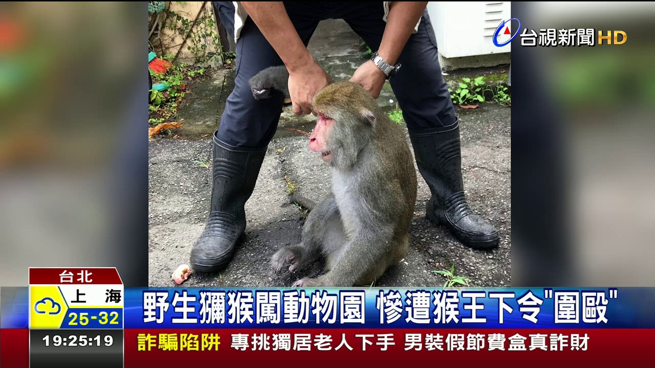 野生獼猴闖動物園慘遭猴王下令圍毆