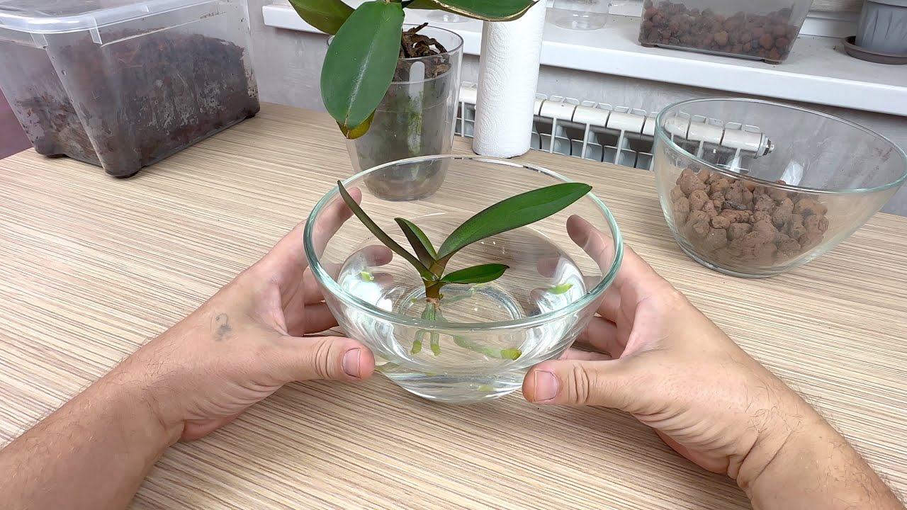 роды орхидеи Букетто Пинко // размягчили корни орхидеи для пересадки в ...