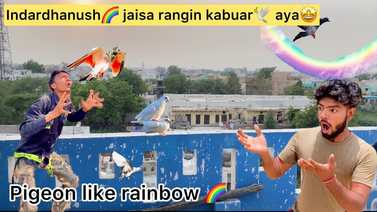 Rainbow 🌈 ke colour ka kabutar 🕊️ chhat pr aaya🤑🤩