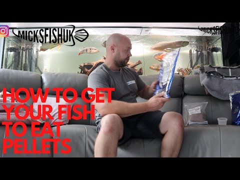 How to get your fish to eat pellets