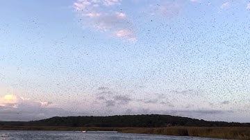 Tree Swallow Migration on the Connecticut River