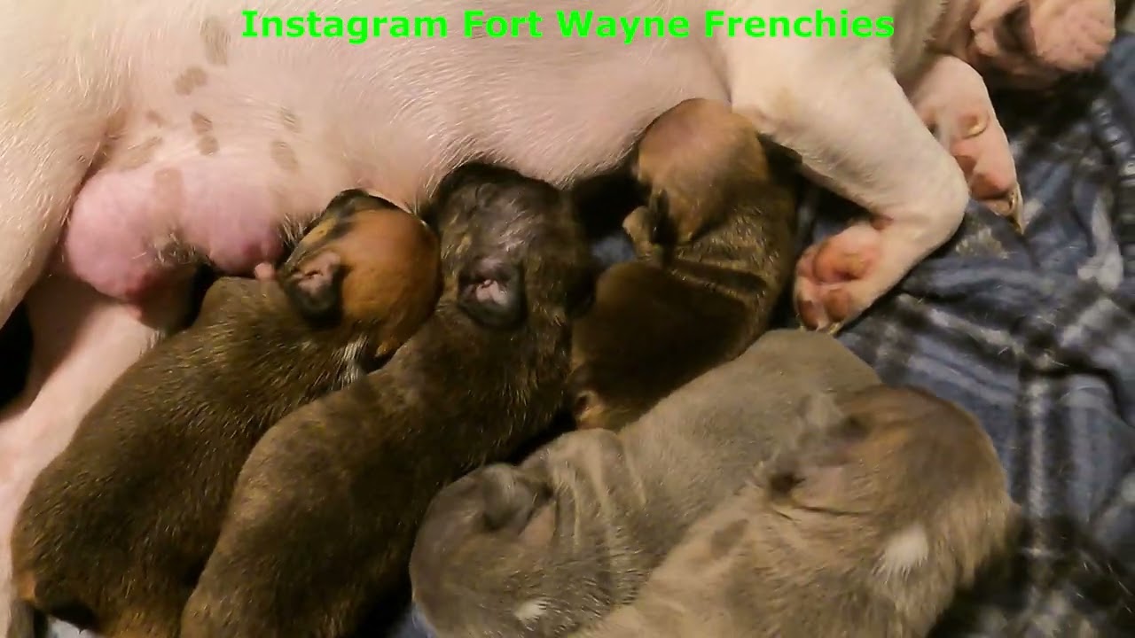 WYNTON DEANE’S BREEDING FARM IS OPEN TO THE PUBLIC WE DO NOT SHIP DOGS WE DO NOT TAKE E PAYMENTS