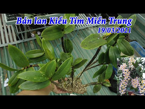 Bán lan Kiều Tím Miền Trung hàng cực đẹp đang có nụ hoa | Foci