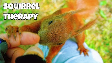 Ultimate Relaxation: Squirrel Eating Nuts on My Lap. 4k. ASMR