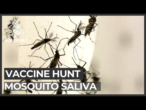 Vaccine hunt: How mosquito saliva may stop viruses