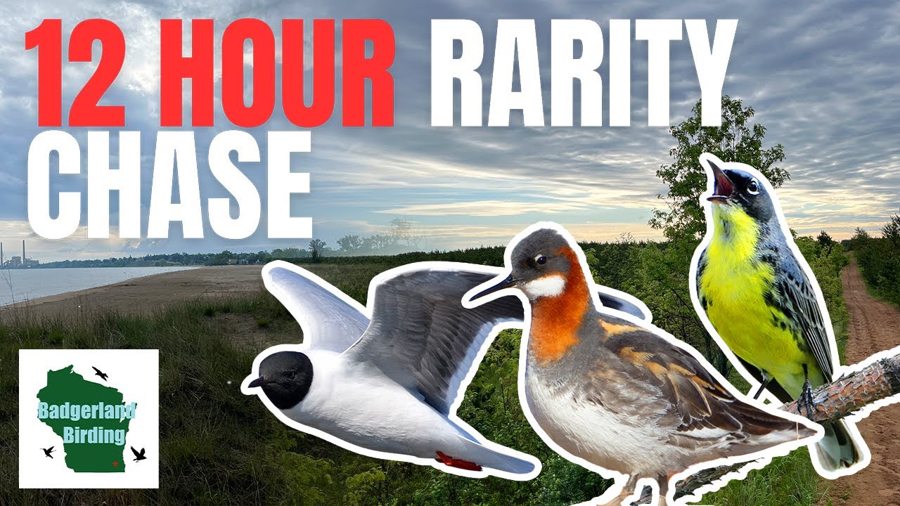 12 Hours to Find as Many RARE Birds as Possible!