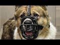 Whatever you do, please DON&#39;T remove the muzzle