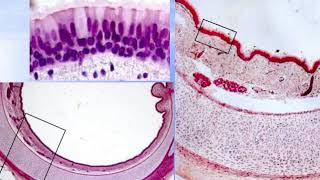 Histological preparations for the intermidiate Exam - 4  (36)