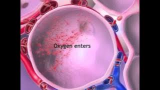 Oxygen & CO2 Exchange: Learn@Visible Body